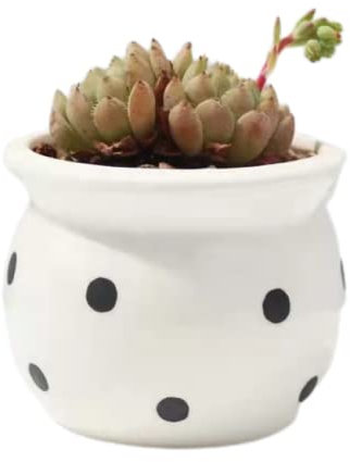 SBCGFY Macetas de cerámica redondas rosas para plantas suculentas de interior, de cerámica, blanco y rojo (blanco y negro)