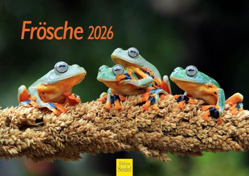 Edition Seidel Calendario premium de ranas 2026, formato DIN A4, calendario de pared, animales, rana, sapo, anfibios