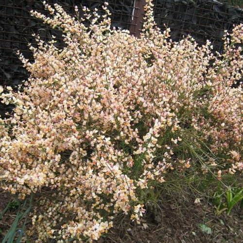 semillas de retama con, resistentes orgánicas de primavera semillas silvestres Decoraciones jardín exteriores ornamentales raros, resistentes al 300pcs
