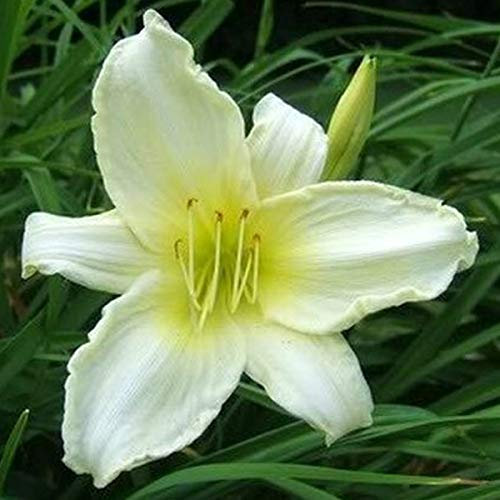 6 x Lis d'Ice Carnival - Hemerocallis 'Ice Carnival' - Godet 9x9 cm, Fleurs Blanches Crémeuses, Longue Floraison