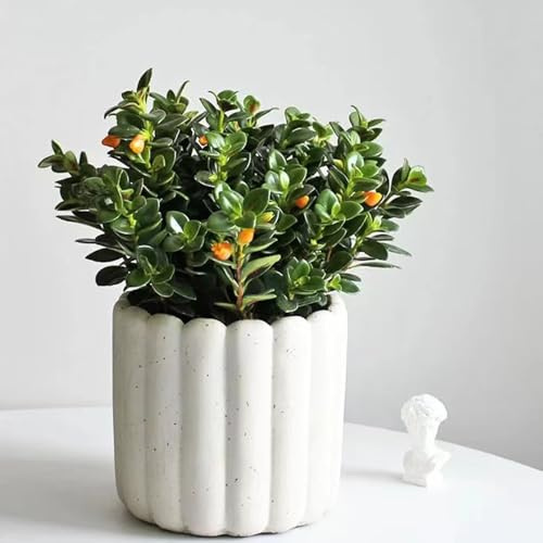 goldfish chlorophytum - deko wohnzimmer, hängepflanze winterharte garten deko hochbeet luftreinigende zimmerpflanzen winterharte balkonpflanzen 15samen