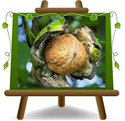 EURO PLANTS VIVAI Noce Comune – Pianta da frutto su Vaso: ø 24/26 cm. - *Altezza: 180~200 cm. - Età: 4 anni