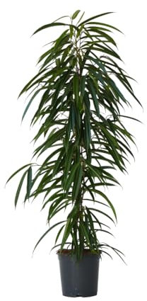 Plant in a Box - Ficus Binnendijckii Alii - Vera pianta da appartamento grande - Pianta violino - Vaso 21cm - Altezza 100-110cm