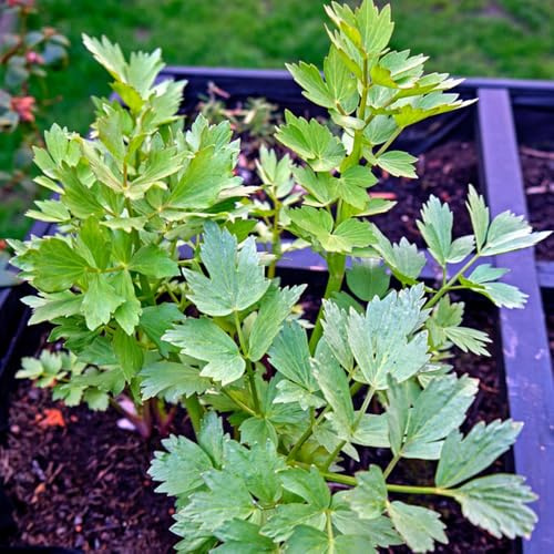 semillas de apio - jardín de cama elevada perennes resistentes 100pcs
