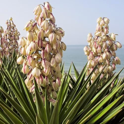 Plant Theory Adams Needle Yucca Filamentosa Shrub Plant 2L Pot