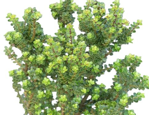 Zwergstechpalme Bonsai - Ilex Crenata 'Mariesii' Bergilex 30-40 cm immergrün winterhart Freilandaufzucht