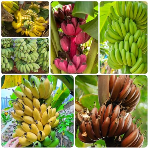bananenbaum - bananen bonsai balkonpflanzen säulenobst bananensamen hochbeet bonsaibaum bio obstbäume kaufen gartenpflanzen winterhart mehrjährig obstbaum steingartenpflanzen schnell 130samen