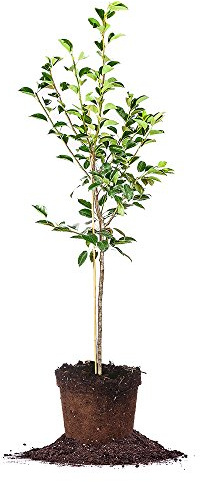 Kieffer Pear Tree 4-5'