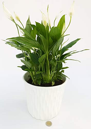 POWERS TO FLOWERS - SPATIFILLO MULTIFLORA IN VASO IN CERAMICA BIANCO, vaso 18cm Pianta Vera