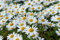 6000 Samen Wiesen Margerite Wild Blume Bienenmagnet Schmetterlinge Garten