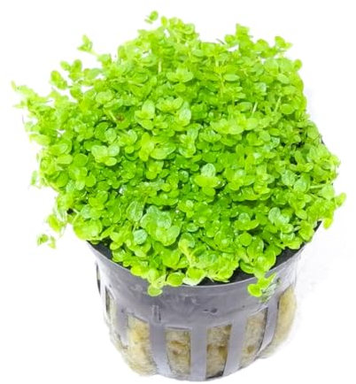 WASSERPFLANZEN WOLFF - Sehr schöner voller Topf Kuba Zwerg-Perlenkraut/Hemianthus callitrichoides CUBA - Zwerg-Perlkraut HCC - Zwergperlenkraut Pflanzenpolster, Töpfe Vordergrund Aquarium Nano-Cube