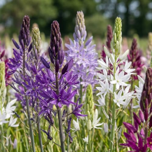 Green boutiQ - 5x Camassia Leichtlinii Mix - Camassie de Leichtlinn en mélange - Bleu et Blanc - Floraison estivale - Calibre 12/14