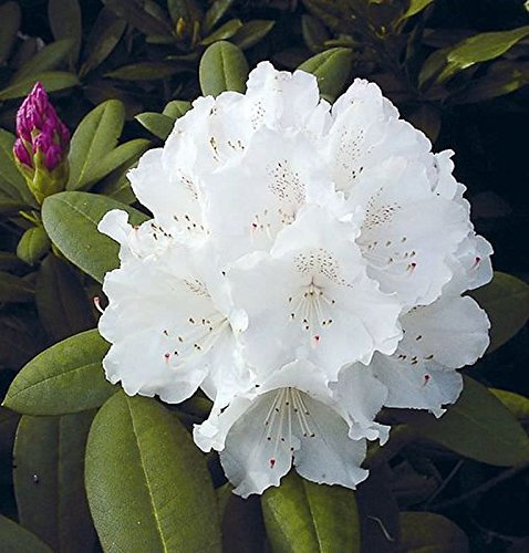 Hochstamm Rhododendron Schneekrone 60-80cm - Alpenrose - lebende Gartenpflanze aus den Baumschulen