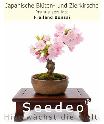 Seedeo® Japanische Blüten- und Zierkirsche (Prunus serulata) Bonsai 25 Samen