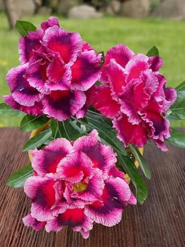 Rosa del deserto: resistente al calore e alla siccità, dona alla tua casa un tocco di esotico/dona un tocco di vitalità al tuo balcone o giardino/vale la pena possederla-2 cipolle