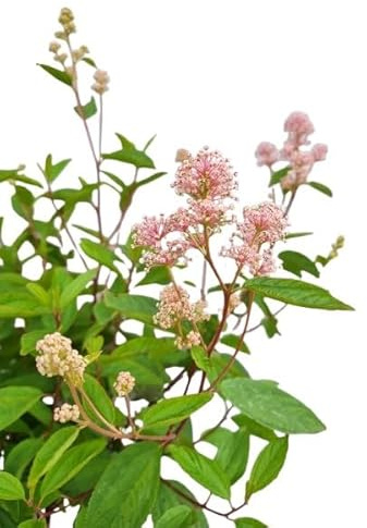 Arbusto ornamentale Lilla Ceanothus 'Marie Simon', 80-100 cm