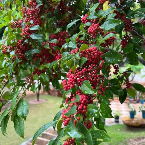 agrifoglio sempreverdi balcone d'appartamento purificatrici 70semi