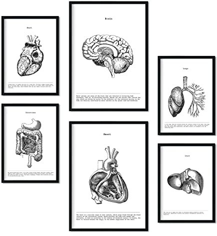 Nacnic-Set von 6 Poster der inneren Organe. Sammlung von Platten mit ästhetischer Collage für Innendekoration. Größen A3 und A4. Rahmenlos