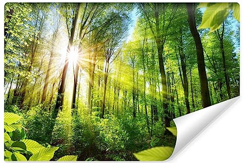 Muralo - Photo Wallpaper 3D Effect - Self-Adhesive Wallpaper 3D - Wallpaper for Living Room Bedroom - Photo Wallpaper Forest at Dawn Self-Adhesive - Width 360 cm x Height 240 cm