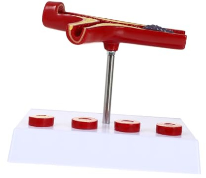 CIYODO Anatomisches Modell für Physiologie und Anatomieunterricht Anatomie Realistisch Eines Blutgefäßes Herz Kardiovaskuläres Modell aus Pvc für Studenten
