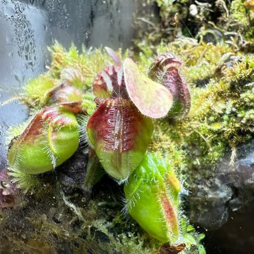 semi di carnivora di carnivora nana decorazione autunnale, cefaloto follicolare resistenti all'esterno resistenti da balcone 35pcs