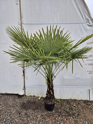 Palma Ornamentale da Esterno – Altezza ca. 185 cm | Tronco ca. 75 cm | Pianta Esotica Elegante per Giardini e Terrazzi - Vivai Giulian Giovani Piante