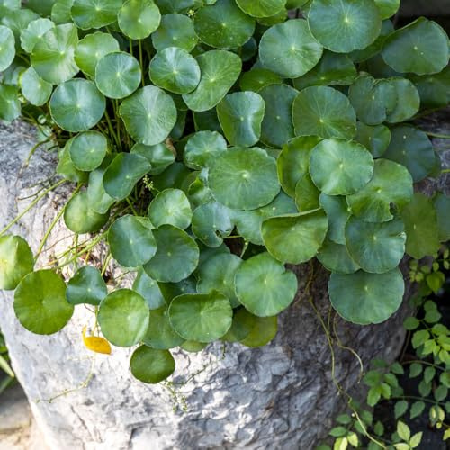 Pilea Peperomioides,büropflanzen winterharte kübelpflanzen Sehr Bienen und Insektenfreundlich,balkonpflanzen,schattenpflanzen dekopflanzen 200Samen