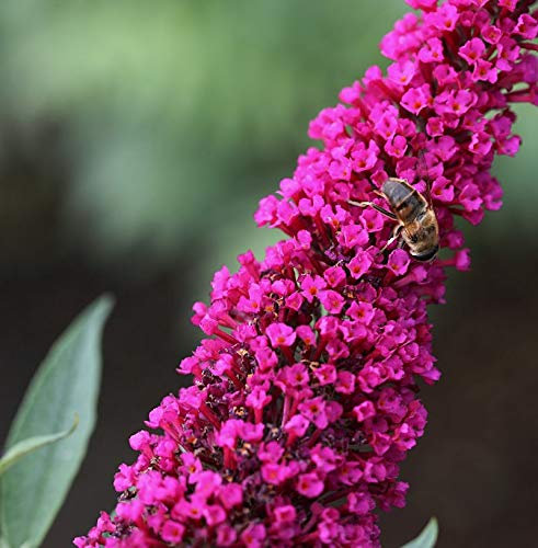 Sommerflieder Royal Red 60-80cm - Buddleja - lebende Gartenpflanze aus den Baumschulen