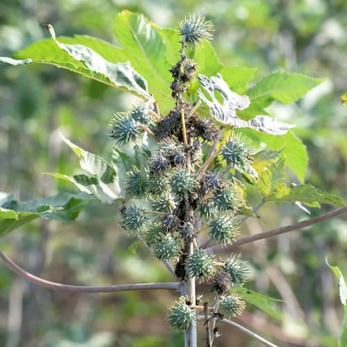 Semillas de ricino perennes, resistentes para el jardín setos de jardín variedades antiguas semillas silvestres productos 100pcs