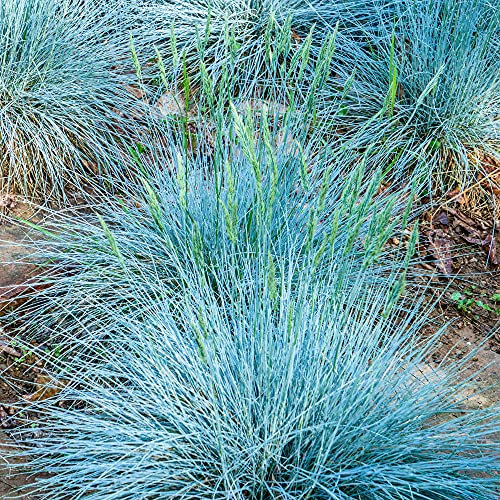 Festuca glauca Azzurra | Erbe da Giardino Sempreverdi | Pianta Arbustiva