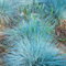 Festuca glauca Azzurra | Erbe da Giardino Sempreverdi | Pianta Arbustiva