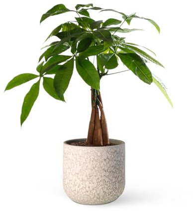 Pachira Aquatica o Árbol del dinero | Planta natural ideal para interior disponible en dos alturas (Alt. 70-80 cm | 19ø)