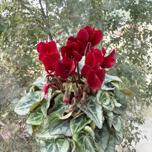 semi di ciclamino da balcone recisi di semi rampicanti, da giardino roccioso primaverili, resistenti in vaso esotici selvatici 100semi
