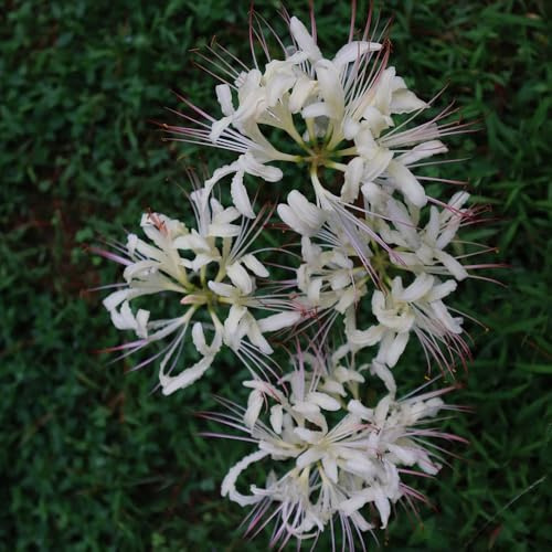 Giglio ragno - lycoris radiata - di sangue di precoci mini decorazione da giardino balcone rizomato resistenti da giardino e balcone 3bulbi