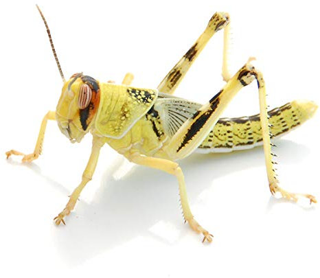 Wüstenheuschrecken subadult 50 STK. | Futterinsekten lebend | Futtertiere für Reptilien, Vögel