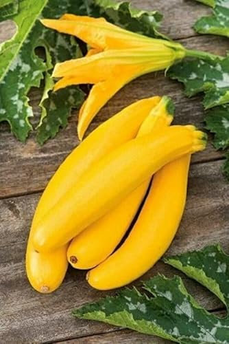 Buy4seeds COURGETTE Banana Song F1-10 Seeds Easy to Grow Garden Yard Patio