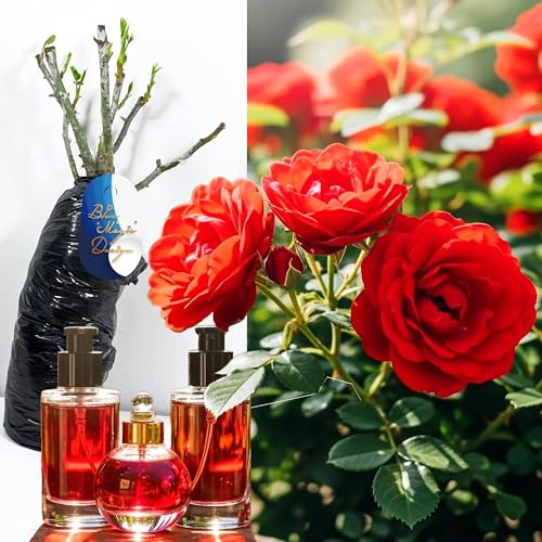 Perfume Rose - Red Oklahoma Bush Rose Live Outdoor Flowering Garden Plant Hardy Shrub Bare Root Large Red Fragrant Blooms Cottage Garden Border Patio Container Landscaping