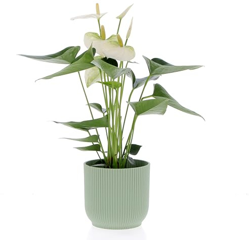 KENTIS - Anthurium Bianca Pianta Vera - Anturio - Fiorita da Interni Purifica Aria - Appartamento - H 35/45 cm Vaso Ø 12 cm