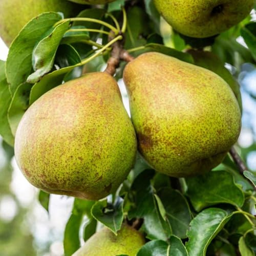 PIANTA DA FRUTTO PERO DECANA DEL COMIZIO in vaso 20 età 2/3 ann
