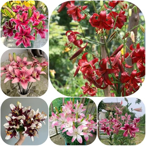 Bulbi di giglio - resistenti rialzata esotica giardino decorazioni giardino per esterni in vaso a primaverile 8pcs