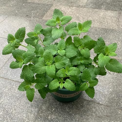 semi di melissa, balcone, varietà antiche selvatiche, 1000pcs