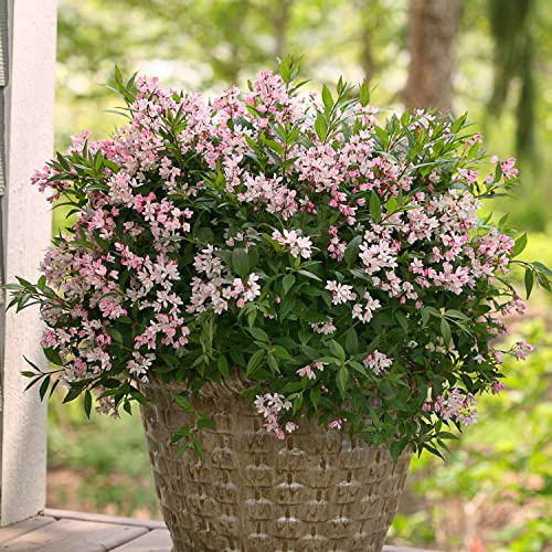 GARTEN SCHLÜTER® Maiblumenstrauch 'Yuki Cherry Blossom' Deutzia rosea | Winterhart rosa-weiße Blüten von Mai-Juli
