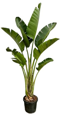 Trendyplants - Strelitzia Augusta - Paradiesvogelblume - Zimmerpflanze - Höhe 240-260 cm - Topfgröße Ø45cm