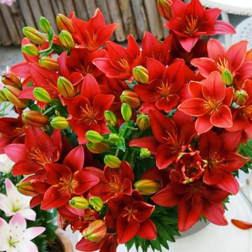 bulbi di giglio resistenti perenni - in vaso estremamente giardino decorazione balcone 6pcs