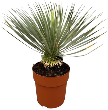 Yucca Rostrata Gris, Planta Interior y Exterior con Tronco, 70 cm, Ø27 cm