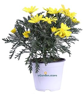 Pianta di Euryops Pectinatus pianta da esterno pianta da fiore pianta sempreverde pianta vera venduta da eGarden.store (Euryops Pectinatus vaso 14)