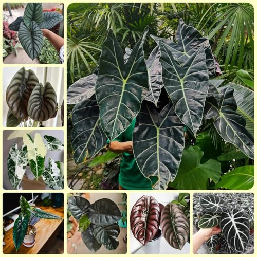 Semi di Alocasia, semi di decorazione di Alocasia odora, resistenti per il giardino semi biologici rare 300pcs