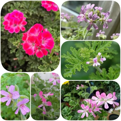 Semillas de geranio perfumadas, jardineros geranio limón, de balcón productos sostenibles raro exótico resistentes ornamentales invernaderos 180pcs