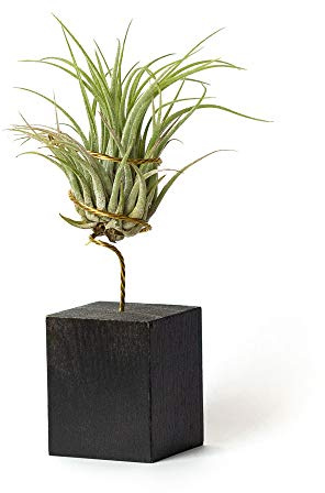 PLANDAIRE Echte hängende Tillandsia-Pflanzen mit Ständer - Lebende Luftpflanzen - Windtochter-Pflanze Echte Zimmerpflanze - Air Plant - Zimmerpflanzen Luftpflanzen (Schwarz)