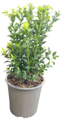 Buxus Natural Compacto Arbusto Vivo Decorativo Ideal para el Exterior